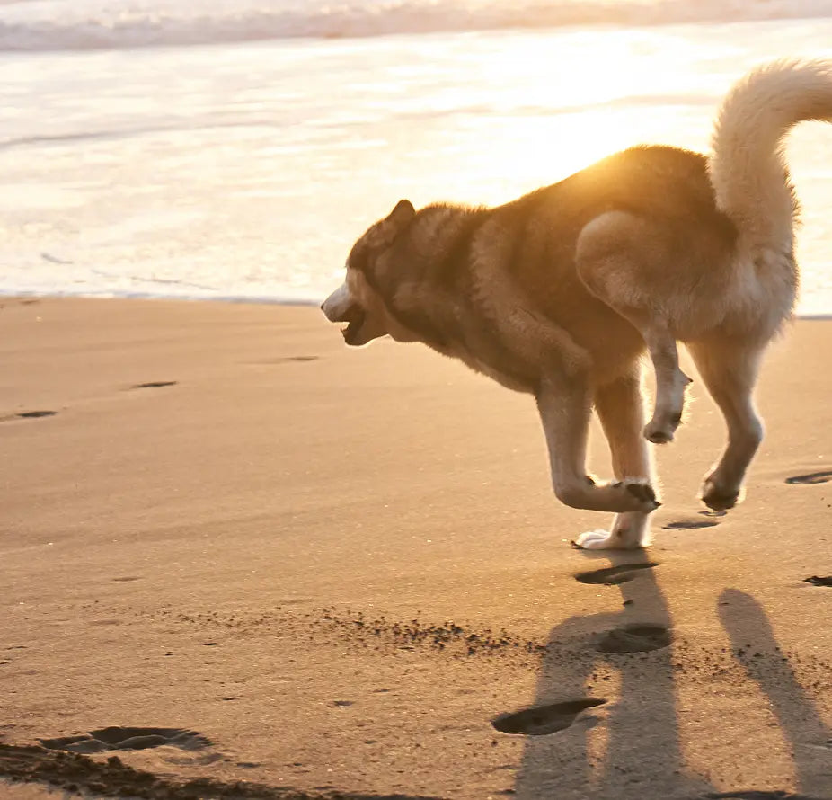 Every purchase helps a pet in need