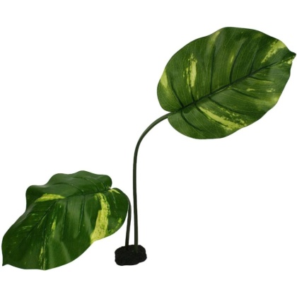 Komodo Jumbo Guiana Terrarium Plant - 1 count