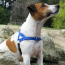 Orange - Freedom Harness - Large to 130 lbs.