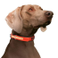 Orange - Play Glow Collar - 18