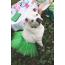 Green - Green Christmas Dog Tutu Skirt (XL) - XL