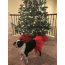 Red - Red Christmas Dog Tutu Skirt (Medium) - Medium