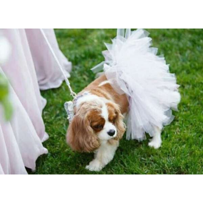 White - White Bridal Dog Tutu Skirt (XS) - XS