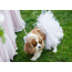 White - White Bridal Dog Tutu Skirt (XL) - XL