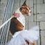 White - White Bridal Dog Tutu Skirt (XL) - XL