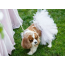 White - White Bridal Dog Tutu Skirt (XXL) - XXL