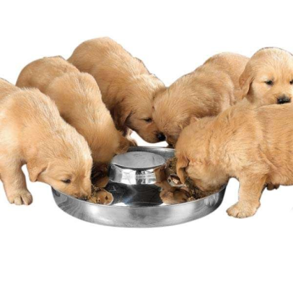 PS Puppy Dish 14.5In - 14.5in