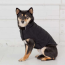 Black - GF Pet Reversible Elasto-Fit Chalet Jacket - 2XS