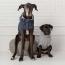 Grey - GF Pet Chalet Dog Sweater  - Small