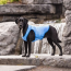 Blue - GF Pet ElastoFit Ice Vest - 2XL