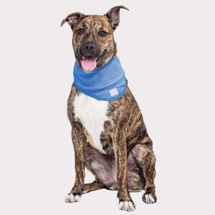 Blue - GF Pet  Ice Band   - Small/Medium