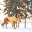 Yellow - GF Pet  Winter Sailor Parka  - 2XL