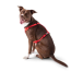 Red - GF Pet  Travel Harness - 2XS