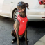 Red - GF Pet  Travel Harness - Large