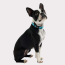 Neon Blue - GF Pet  Reflective Collar - Small