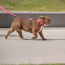 Neon Pink - GF Pet  Reflective Collar - Medium