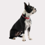 Red - GF Pet  Reflective Collar - XS