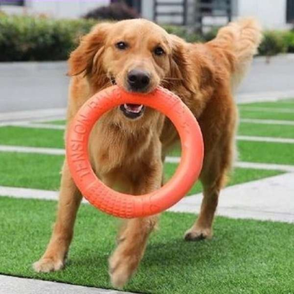 Orange - Dog Ring Toy