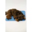 Cool Pet Pad - XS