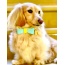 Sunshine Babe - Dog Bow Tie  - Small