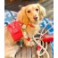 Melting Hearts - Dog Harness  - Medium