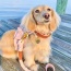 Bella Rose - Dog Harness  - XS