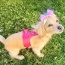 Candy Swirl - Dog Harness  - XS