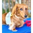 Hot Marine - Dog Harness  - Small