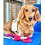 Hot Marine - Dog Harness  - Small