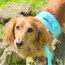 Sunshine Babe - Dog Harness  - Small