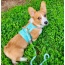 Sunshine Babe - Dog Harness  - Small