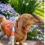 Vibrant Sunset - Dog Harness  - Medium