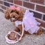 Bella Rose - Dog Leash