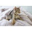 Anchors Away Pet Bed - L