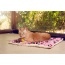 Frenchies in Pink - Comfy Mat Pet Bed