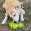 Green  - Water Frog Design eTray Enrichment Tray for Dogs