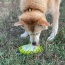 Green  - Water Frog Design eTray Enrichment Tray for Dogs