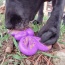 Purple - SP Butterfly Chew and Enrichment Toy