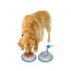 Etched Stainless Steel Dog Bowls with Blue Silicone Base