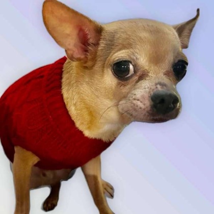 WINE RED - Knit Turtleneck Dog Sweater - Medium