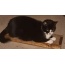 Wooden Cat Scratcher