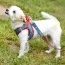 Denim & Red Plaid - Step-In Denim Harness - Large