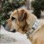 Beige Plaid - Adjustable Collar - Large