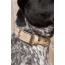 Champagne Fizz Vegan Leather Dog Collar - 15 - 19 inch