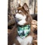 Evergreen Explorer Dog Bandana - M/L - 27in x 13in