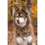 Foxes in Fall Dog Bandana - XL - 35in x 17in