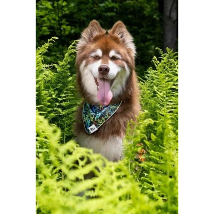 Magical Fern Forest Dog Bandana - XL - 35in x 17in