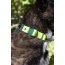 Mossy Pine Waterproof Dog Collar - 11 - 13 inch