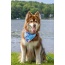 Painted Peaks Dog Bandana - M/L - 27in x 13in