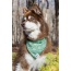 Pine Cone Pup Bandana - S/M - 18in x 10in